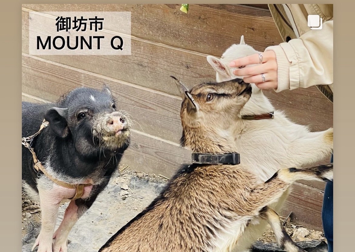 動物の新規受入を停止しております。 - MOUNTQ｜1日遊べる