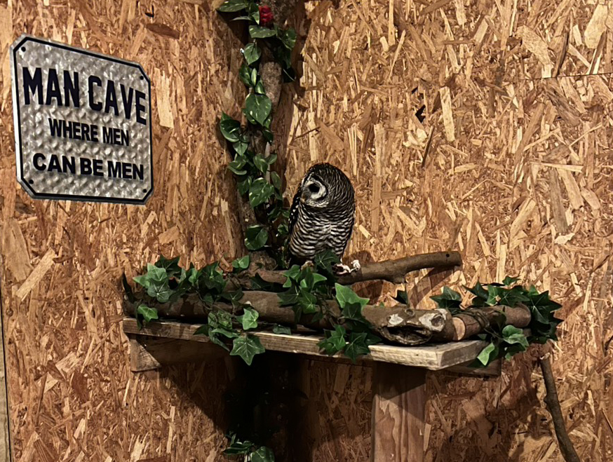 ふくろうと一緒